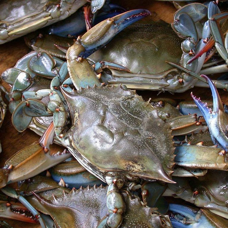 Live Crab